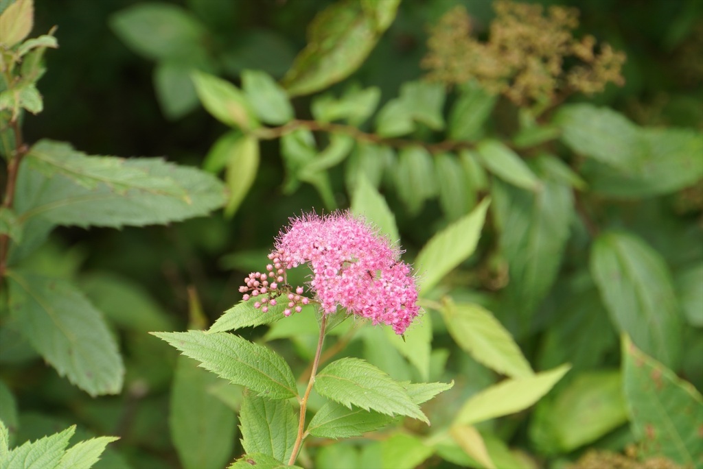 DSC08016_R.JPG