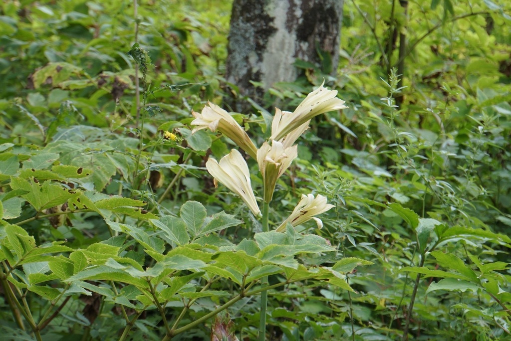 DSC08042_R.JPG